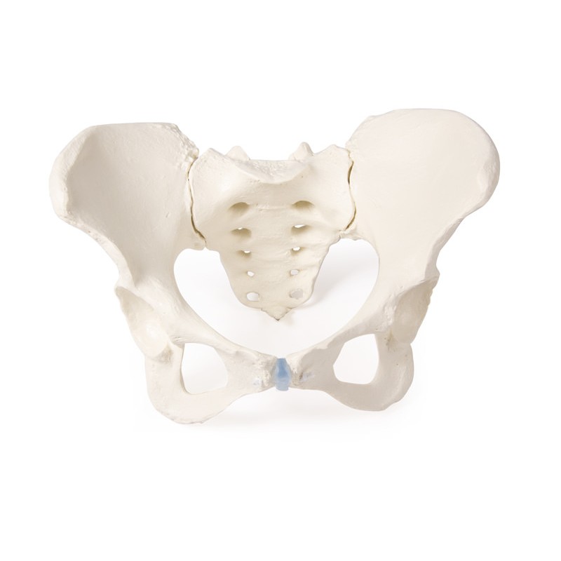 Female Pelvis with Sacrum Model